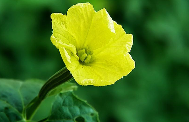 丝瓜花泡水喝是用干的还是湿的