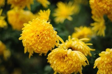 怎样培育菊花新品种?