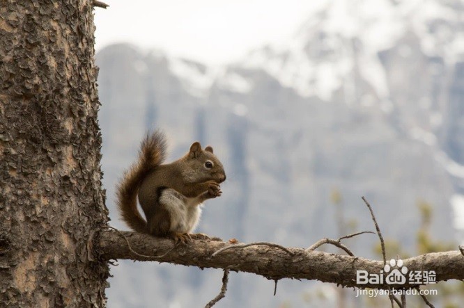 怎么样为松鼠制作一个窝