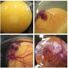 鸡蛋如何孵出小鸡