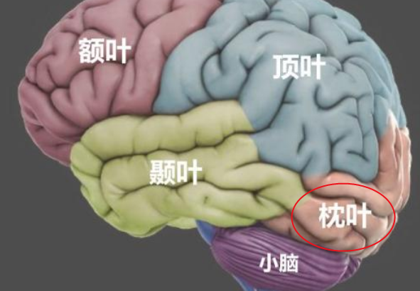 枕叶的介绍