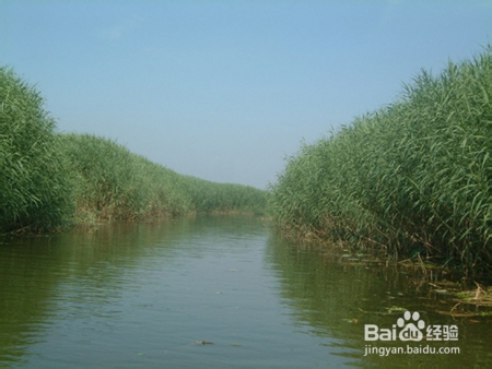 芦苇种植的技术