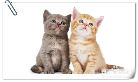 小家猫怎么饲养,属于个人的经验