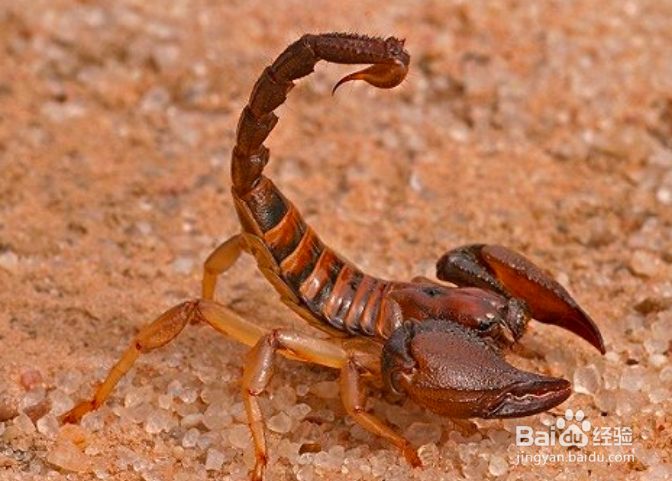 怎样养蝎子多赚钱