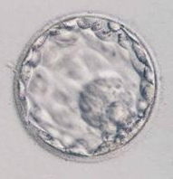 如何看囊胚等级