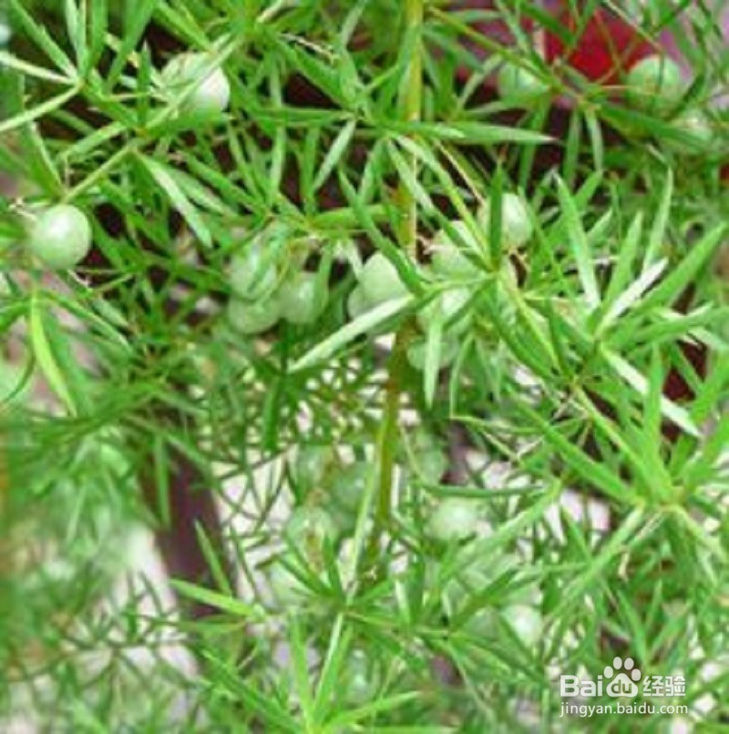 想知道我与天门冬的奇缘吗