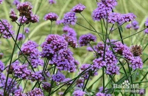 柳叶马鞭草种植方法 百度经验