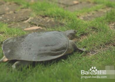 养甲鱼怎么养