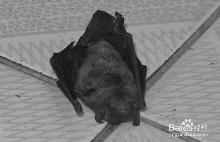 家里怎么会有蝙蝠
