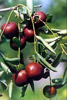 怎样选择重庆特产