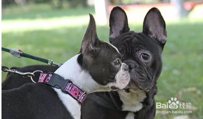 狗耳朵本来立了怎么又不立了