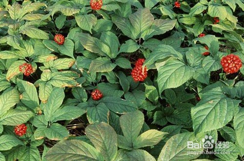 人参重茬的解决方法