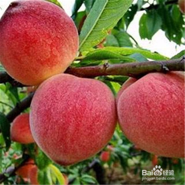 桃子表皮长了锈斑还能吃吗