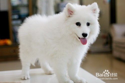 银狐犬便秘吃白菜 银狐犬便秘喂白菜管用吗 百度经验 银狐犬便秘吃白菜 银狐犬便秘喂白菜管用吗 百度经验