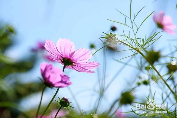 最美女儿国泸沽湖旅游攻略—9-10月最美的格桑花