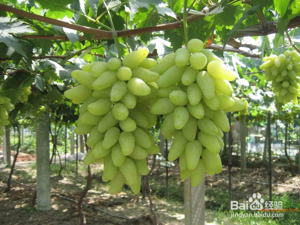 特早熟葡萄品种 极早甜66葡萄新品种