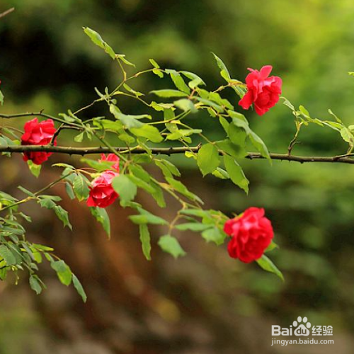 养殖野蔷薇需要注意哪些？