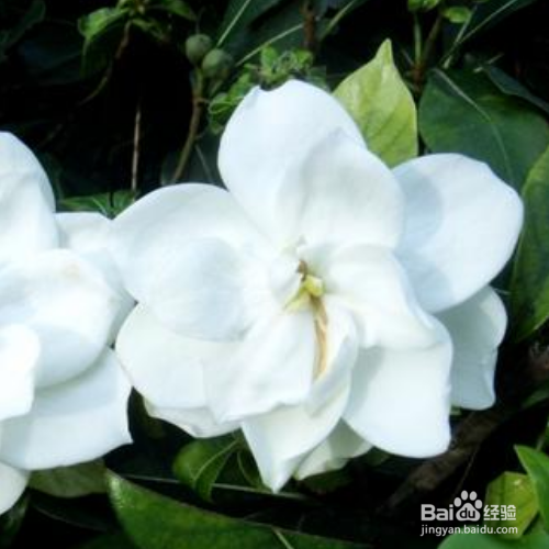 栀子花不开花是怎么回事?