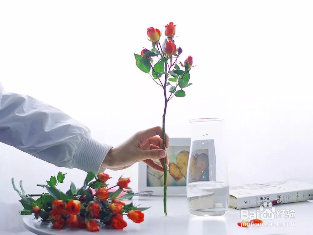 花小好鲜花多头玫瑰养护