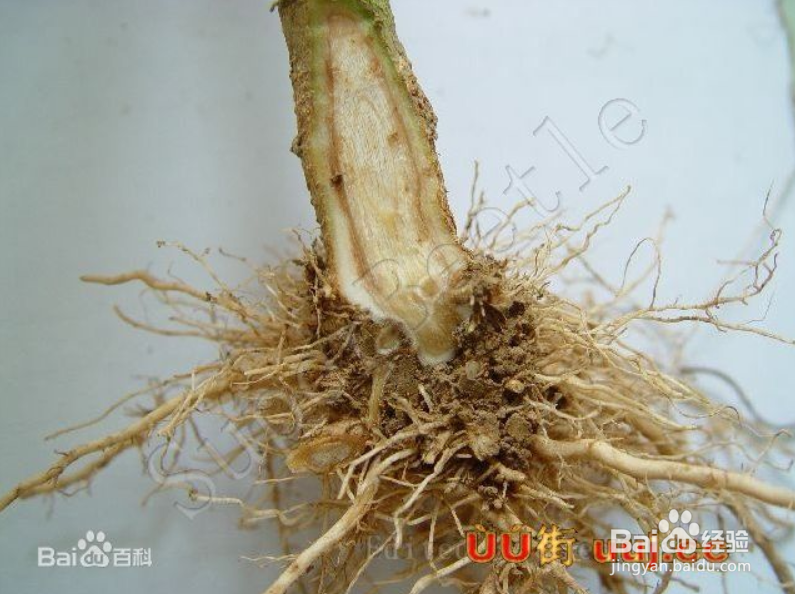 科学治疗茄子黄萎病