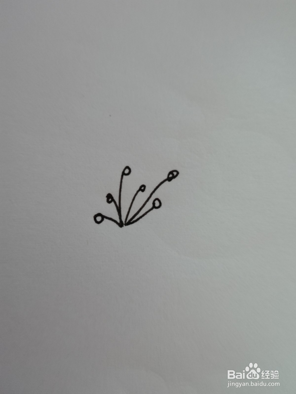 简笔画--百合花