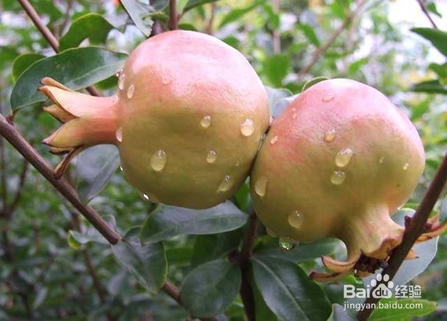 石榴的田间管理和施肥要点有哪些