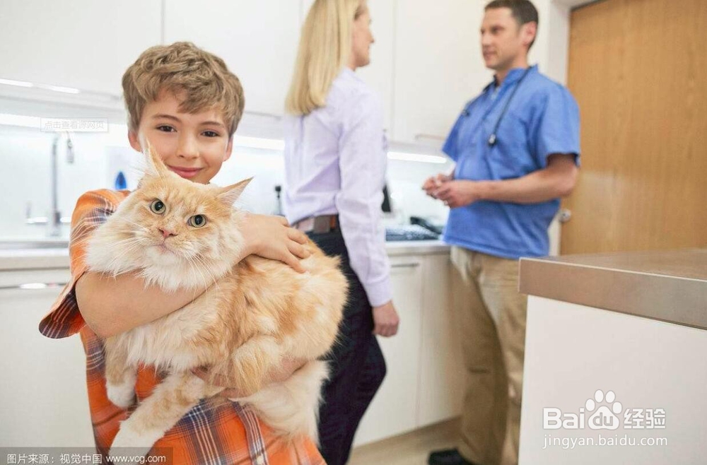 怎么养好一只猫?了解一下