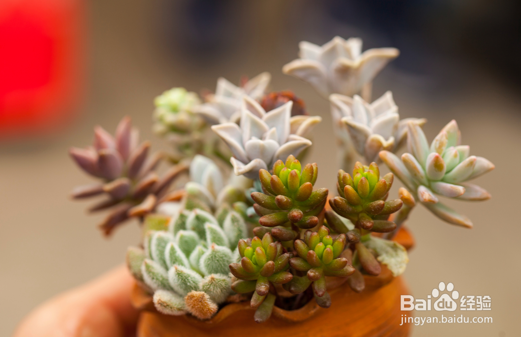 新手如何养多肉植物