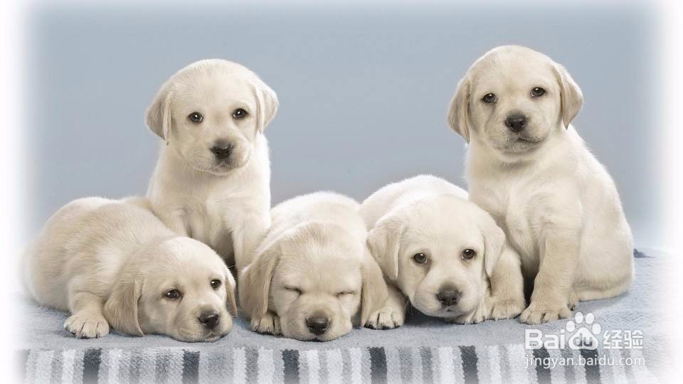 怎样读懂犬的心理特征?