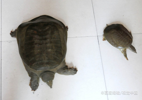 小甲鱼怎么养 在家