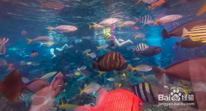 新加坡旅游简记22