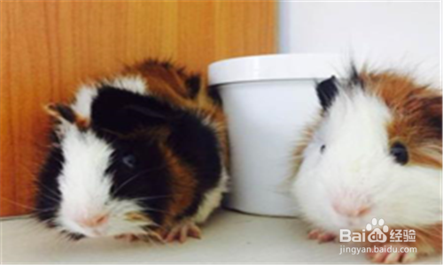 荷兰猪呼吸道感染怎么办