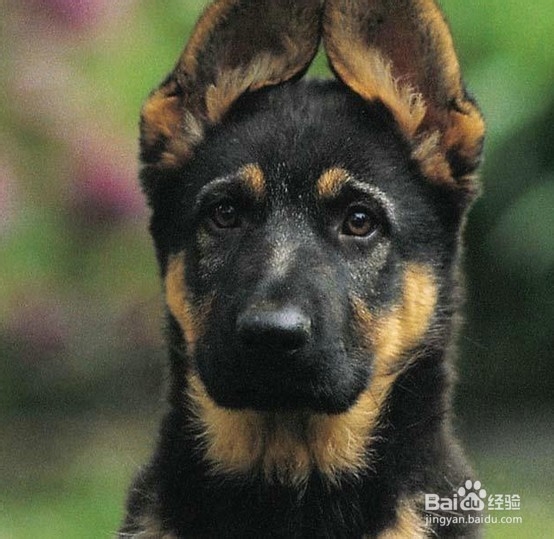 德国牧羊犬训练方法