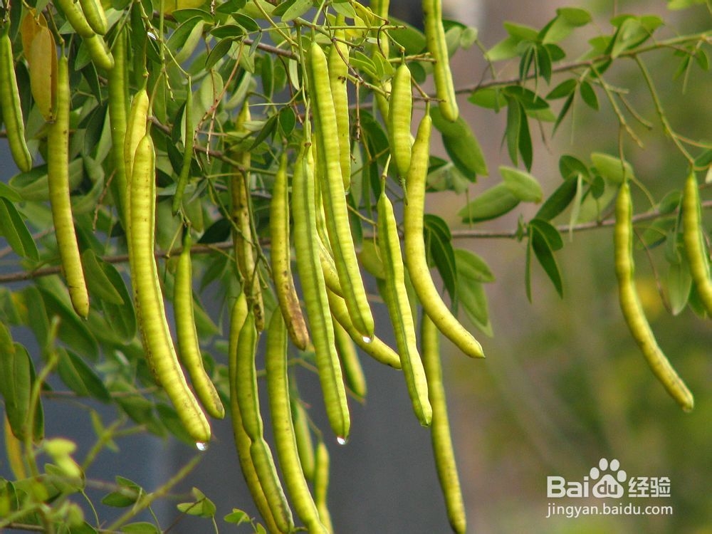 决明子的食用方剂
