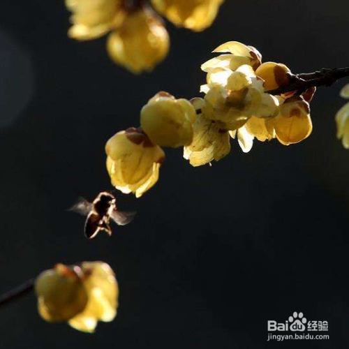 腊梅烂根了怎么办？