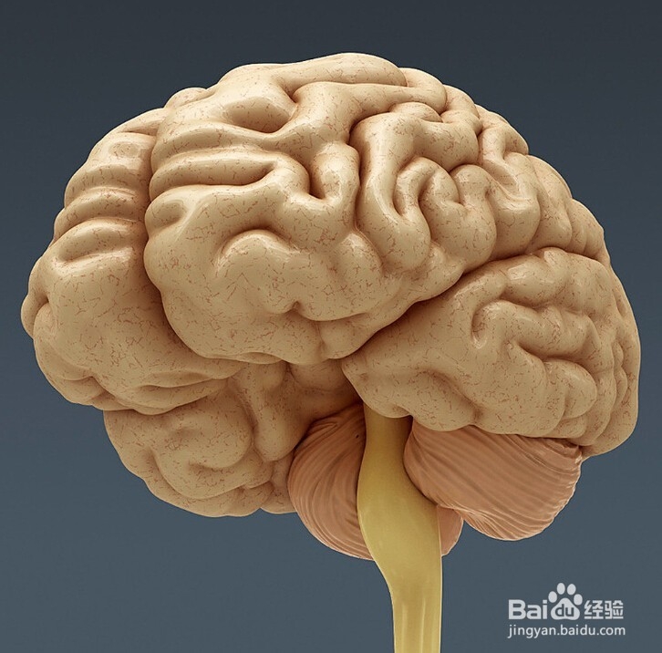 全方位祛除痫灶体系