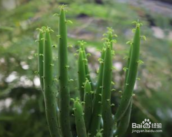 光棍树怎么养殖？