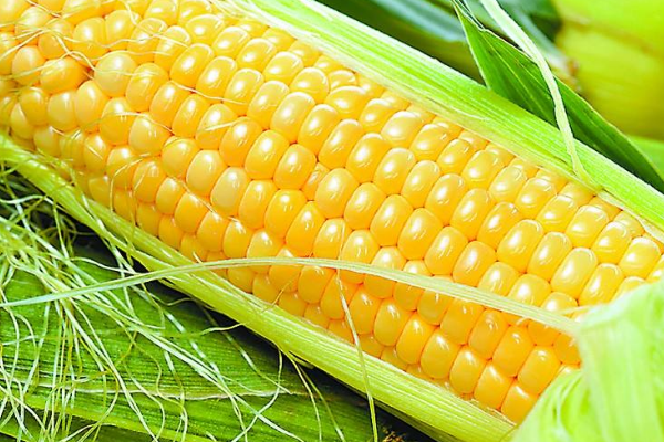 玉米的生长环境