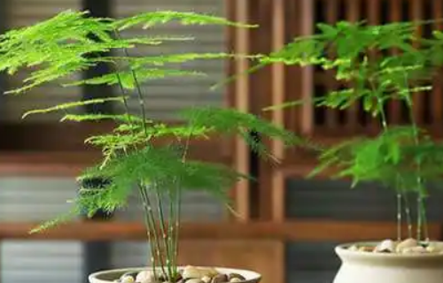房间放什么植物对人体好