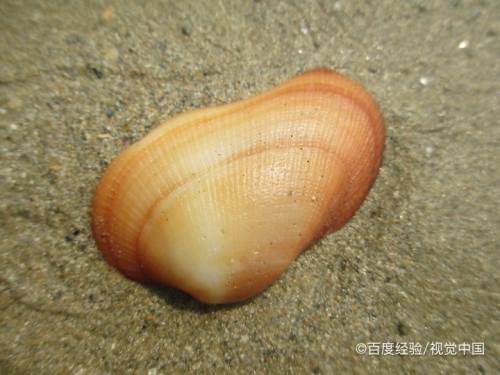 贝壳类动物是怎么繁殖的 百度经验