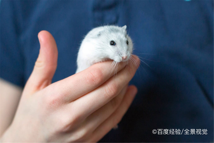 怎么处理不想要的仓鼠