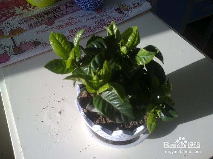 栀子花叶子发黄及不开花原因和解决方法