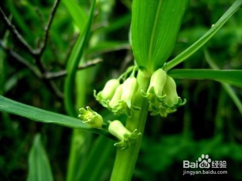 玉竹苗怎么培植