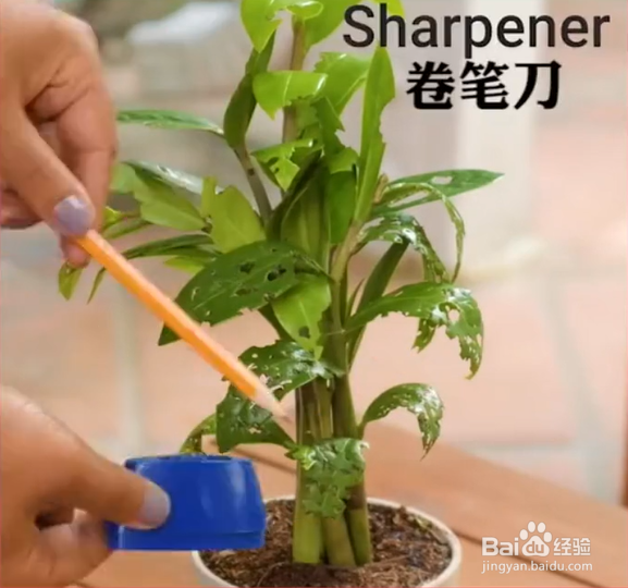 生活中种植花草的妙招