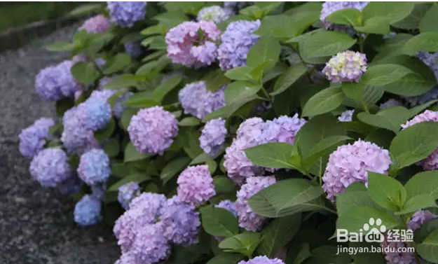 家庭绣球种植养护要点