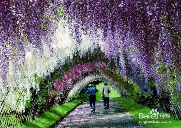 紫藤不开花的原因