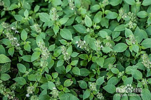 荆芥怎样种长得快又好