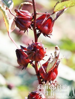 从饮食着手温和有效的美肌良方