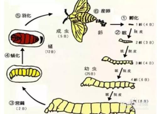 生活/家居 生活常识方法/步骤 3 老龄蚕(幼虫)的辨认方法:雌蚕第八