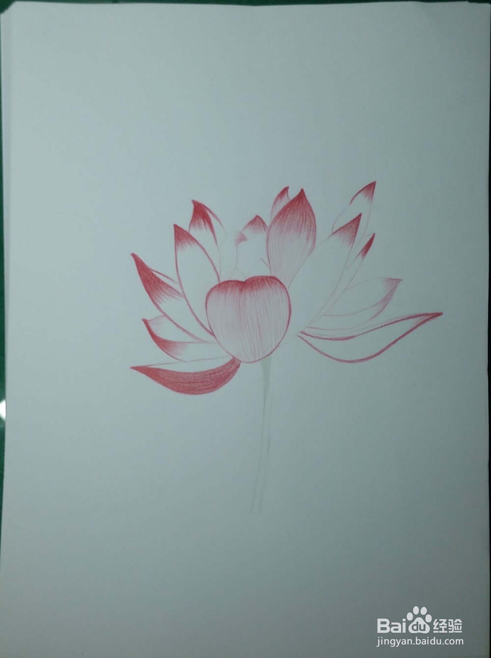 第一次画彩铅——荷花